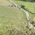 2022 Dertingen Weinfest 024
